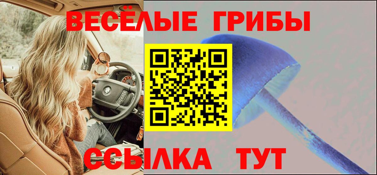 Псилоцибиновые грибы Psilocybine cubensis Владимир